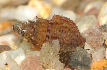 Thiara winteri, Genoppte Turmdeckelschnecke, S��wasserschnecke