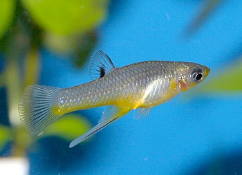 Giradina falcatus, Sichelk�rpfling