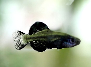 Giradinichthys viviparay 