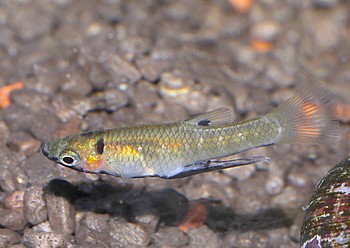 Girardinus metallicus, Metallk�rpfling