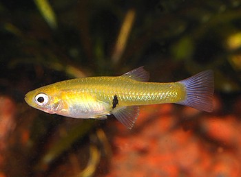 Girardinus uninotatus, Einfleck-K�rpfling