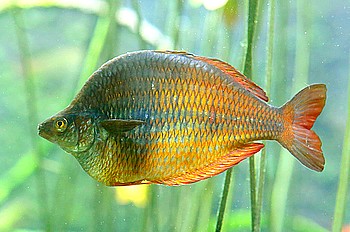 Glossolepis dorityi