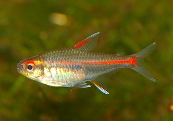 Hemigrammus erythrozonus, Gl�hlichtsalmler