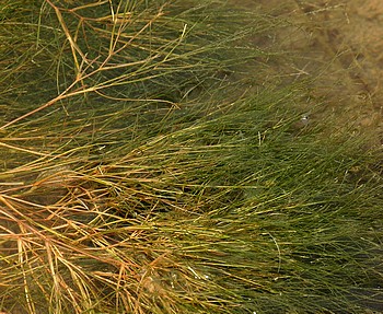 Ranunculus fluitans, Flutender Hahnenfu�