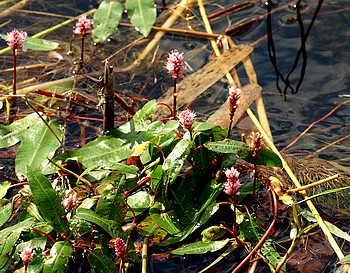 Polygonum amphibium, Wasserkn�terich