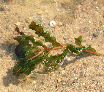 Potamogeton crispus, Krauses Laichkraut