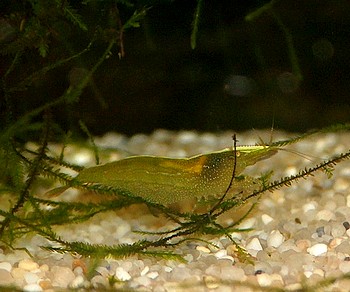 Caridina cf. babaulti, Gr�ne Zwerggarnele, S��wassergarnele