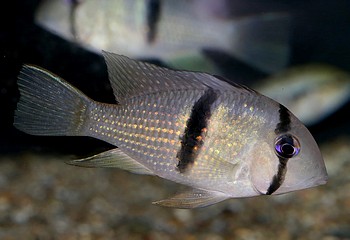 Guianacara spec CUMINA Guianacara spec CUMINA