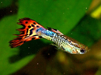 Guppy