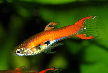 Poecilia reticulatus, Guppy