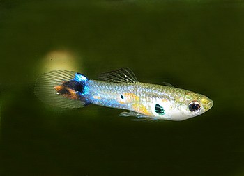 Lebistes reticulatus, Guppy Lebistes reticulatus, Guppy