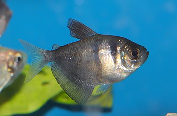 Gymnocorymbus ternetzi Trauermantelsalmler 01