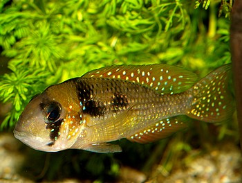 Gymnogeophagus cf rhabdotus Gymnogeophagus cf rhabdotus