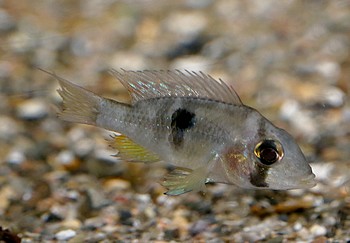 Gymnogeophagus terrapupurata Gymnogeophagus terrapupurata