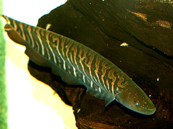 Gymnotus cf cataniapo Geb�nderter Messerfisch