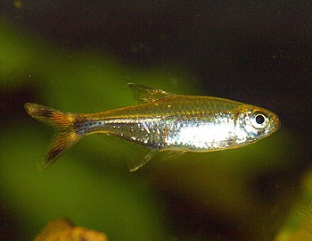 Hemigrammus marginatus Bassamsalmler 