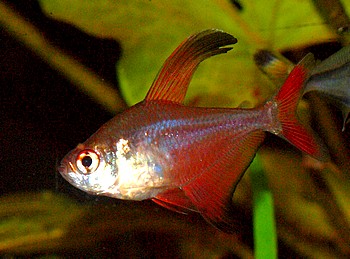 Hyphessobrycon bentosi Sichelsalmler
