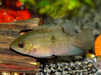 Hypselecara temporalis, Smaragd-Buntbarsch Hypselecara temporalis, Smaragd-Buntbarsch