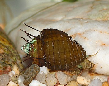 Thiara cancellata, Haarschnecke, S��wasserschnecke