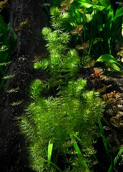 Mayaca fluviatilis, Mooskraut