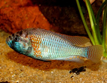 Astatotilapia burtoni, Burtons Maulbr�ter