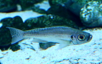 Haplotaxodon microlepis 
