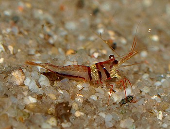 Caridina woltereckae, Harlekingarnele, S��wassergarnele