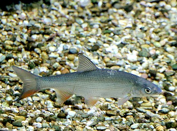 Leuciscus leuciscus, Hasel