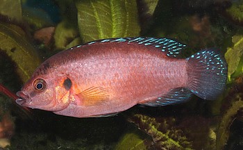 Hemichromis exsul Roter Juwelenbuntbarsch 03
