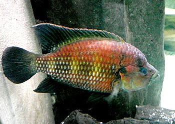 Hemichromis frempongi Bosumtwi-F�nffleckbarsch 02