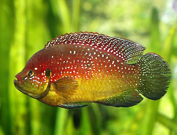 Hemichromis letourneauxi