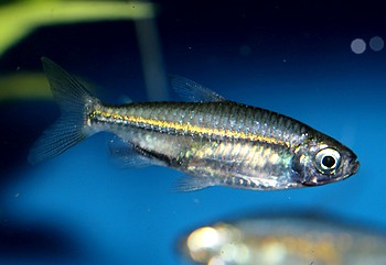 Hemigrammopetersius cf pulcher Afrikanischer Leuchtstrichsalmler 