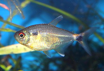 Hemigrammus ocellifer Laternentr�ger