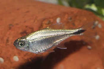 Hemigrammus rodwayi 01