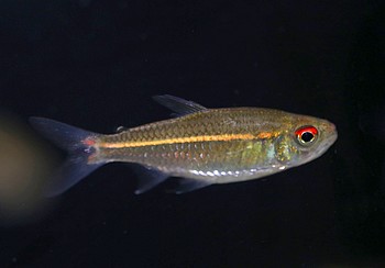 Hemigrammus rubrostriatus 