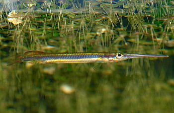 Hemirhamphodon chrysopunctatus 