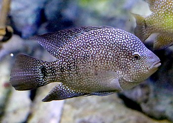 Herichthys cyanoguttatus Herichthys cyanoguttatus