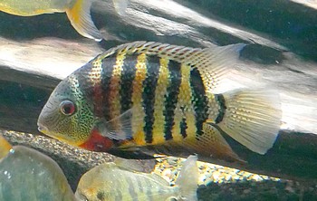 Heros efasciata 01 Heros efasciata 01