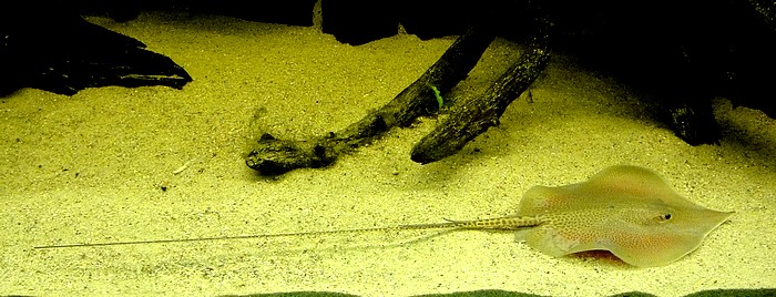 Himantura oxyrhynchus Marmorierter Stechrochen