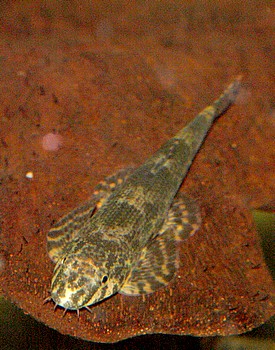 Homaloptera tweediei 