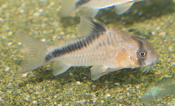Hoplisoma melini Kopfbindenpanzerwels 01
