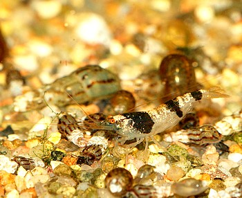 Caridina cf. breviata, Hummelgarnele, S��wassergarnele
