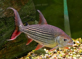 Hydrocynus vittatus Tigerfisch 