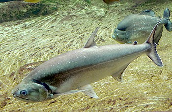 Hydrotycus armatus, Gro�er Wolfssalmler