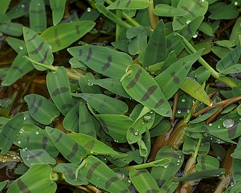 Hygroryza aristata Schwimm-Reis