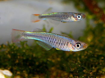 Hylopanchax strictopleoron 