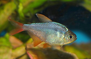 Hyphessobrycon columbianus 