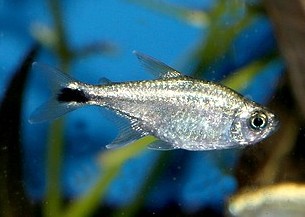 Hyphessobrycon eos Sonnensalmler 