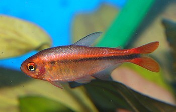 Hyphessobrycon myrmex Rio Formiga Salmler 