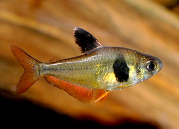 Hyphessobrycon takasei Kaffeebohnensalmler 